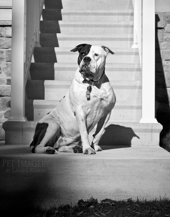 bulldog best pet photography pet imagery kaplan