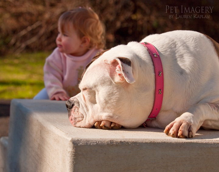 bulldog best pet photography pet imagery kaplan