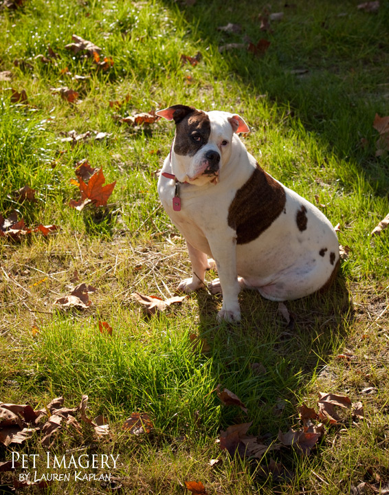 bulldog best pet photography pet imagery kaplan