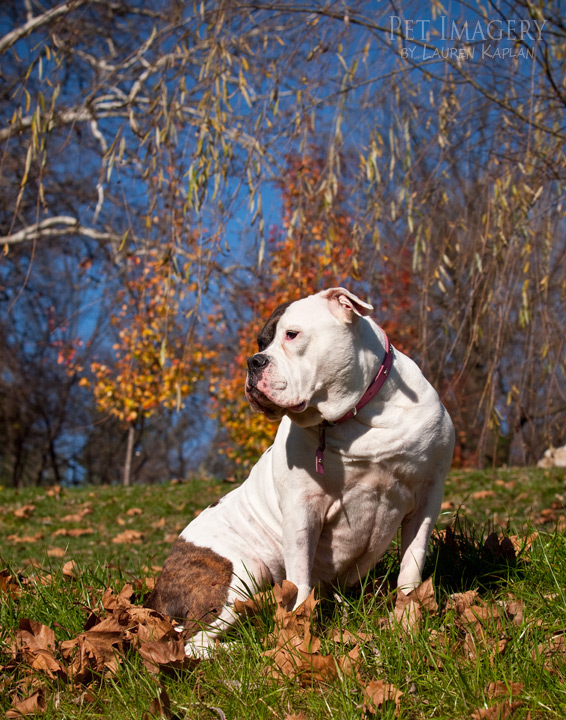 bulldog best pet photography pet imagery kaplan