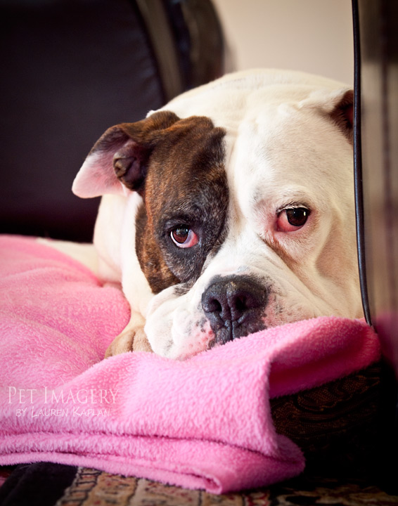bulldog best pet photography pet imagery kaplan