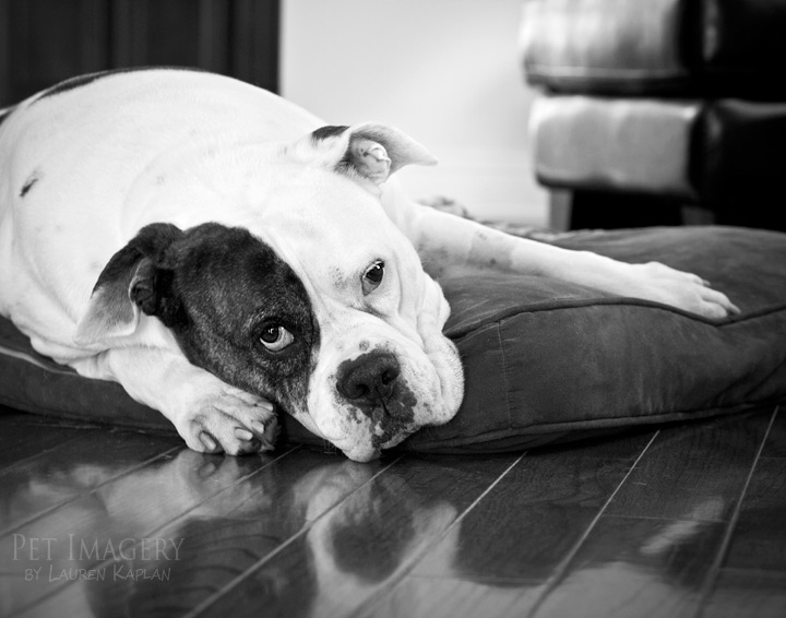 bulldog best pet photography pet imagery kaplan