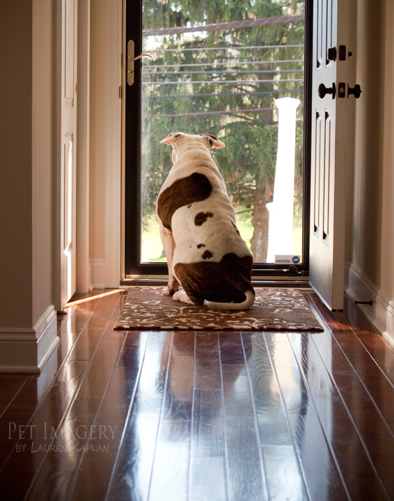 bulldog best pet photography pet imagery kaplan