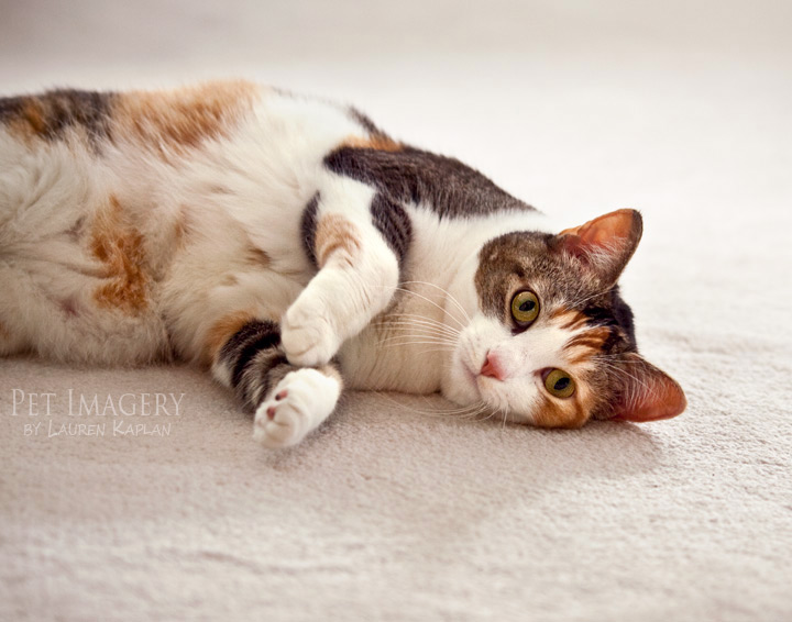 calico cat phila pet photography kaplan