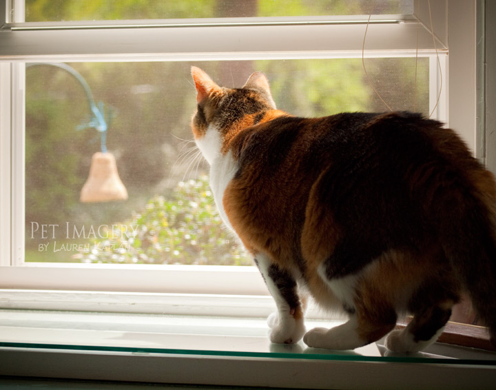 calico cat phila pet photography kaplan