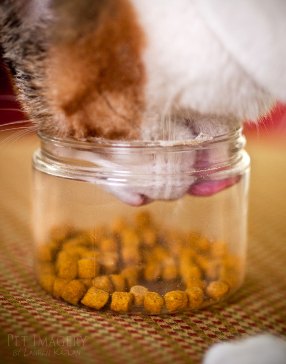 calico cat phila pet photography kaplan