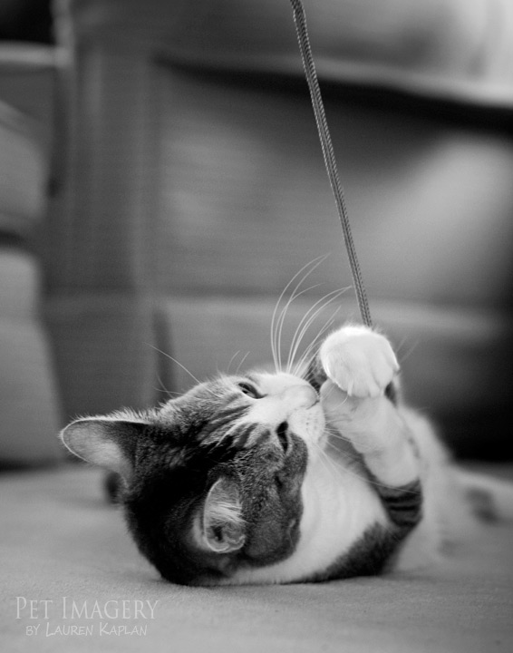 calico cat phila pet photography kaplan