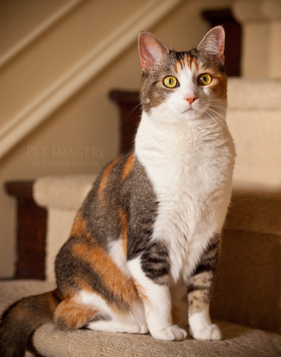 calico cat phila pet photography kaplan