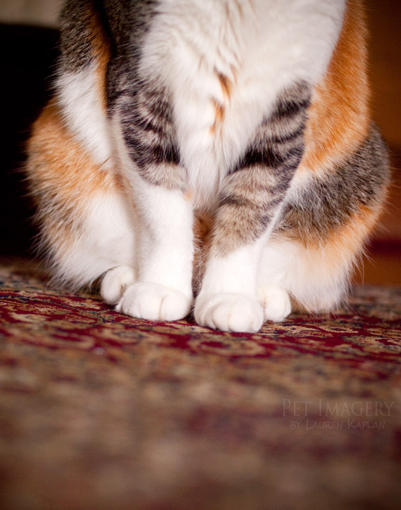 calico cat phila pet photography kaplan