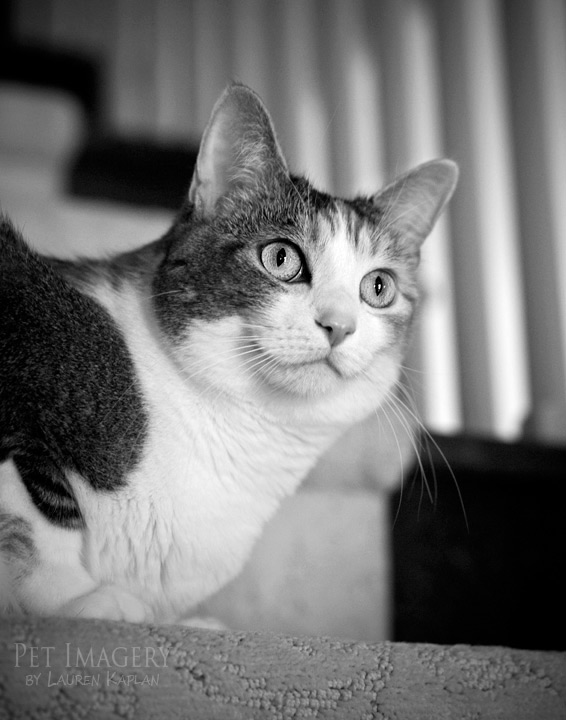 calico cat phila pet photography kaplan