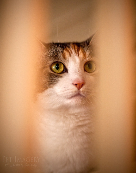 calico cat phila pet photography kaplan