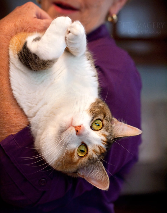 calico cat phila pet photography kaplan