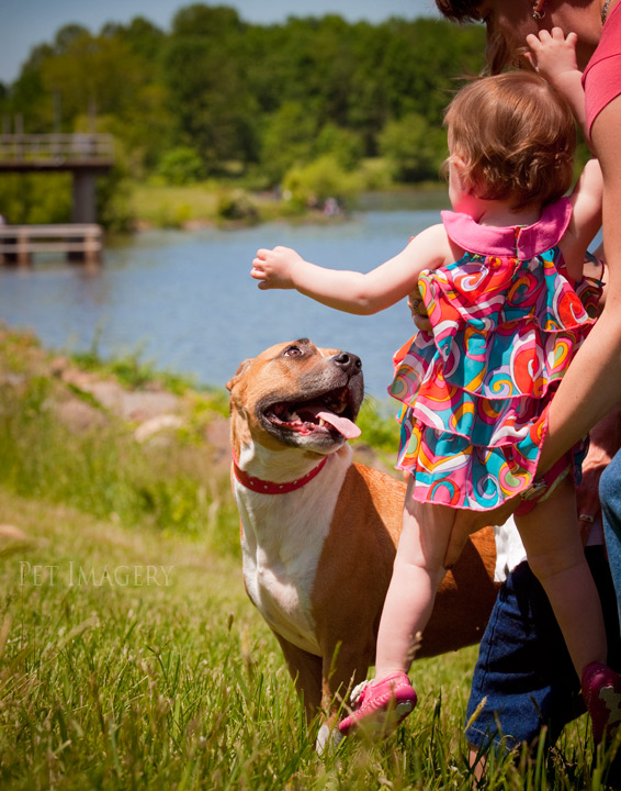 American Staffordshire Terrier pet imagery kaplan best