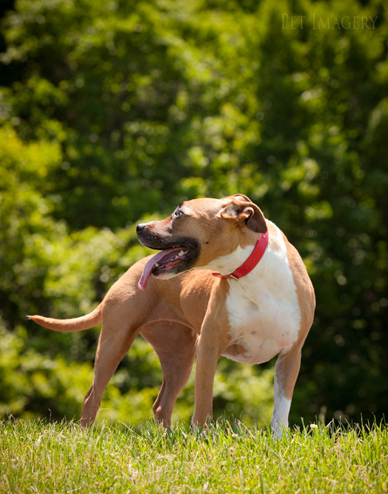 American Staffordshire Terrier pet imagery kaplan best