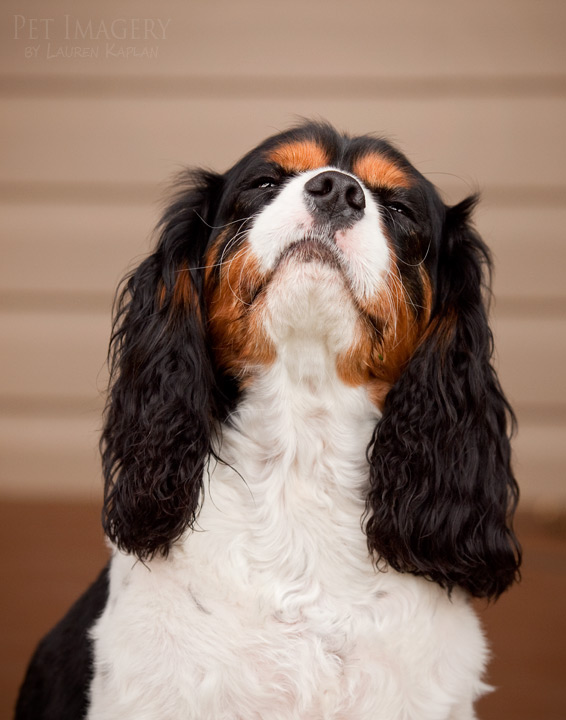 king charles cavaliers spaniels kaplan new jersey