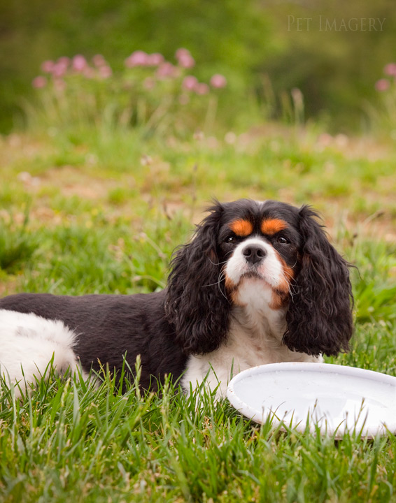 king charles cavalier spaniels kaplan best pet photography nj