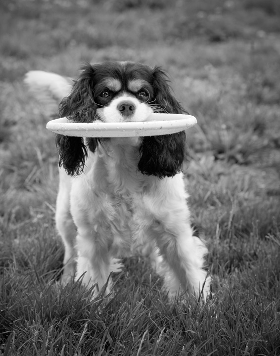 king charles cavalier spaniels kaplan best pet photography nj