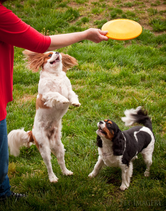 king charles cavalier spaniels kaplan best pet photography nj