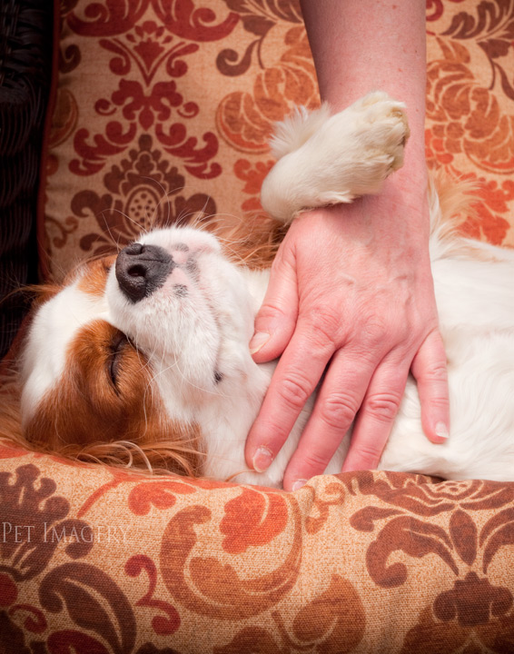 king charles cavalier spaniels kaplan best pet photography nj
