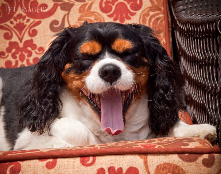 king charles cavalier spaniels kaplan best pet photography nj