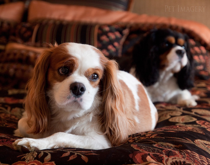 king charles cavalier spaniels kaplan best pet photography nj