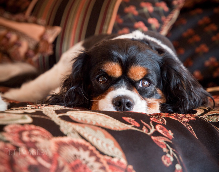 king charles cavalier spaniels kaplan best pet photography nj