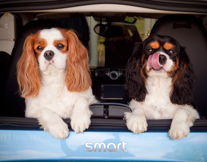 king charles cavalier spaniels kaplan best pet photography nj