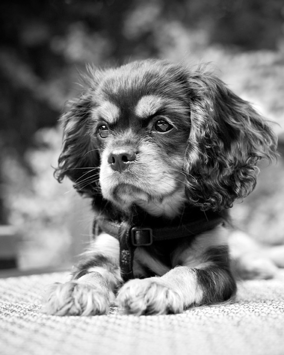 king charles cavalier puppy kaplan pet imagery new