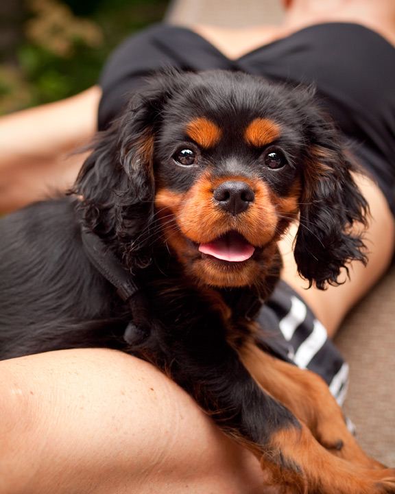 king charles cavalier puppy kaplan pet imagery new