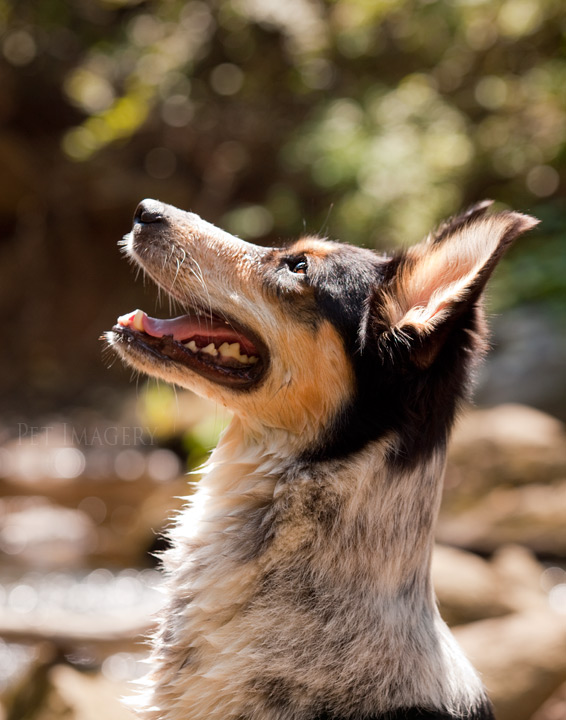 shelby pet imagery kaplan best pet photography pa