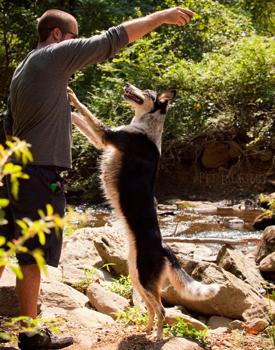 shelby pet imagery kaplan best pet photography pa