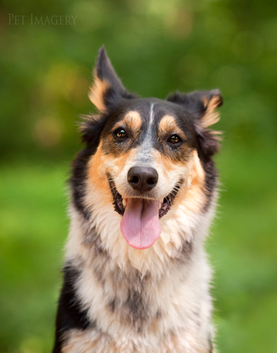 shelby pet imagery kaplan best pet photography pa