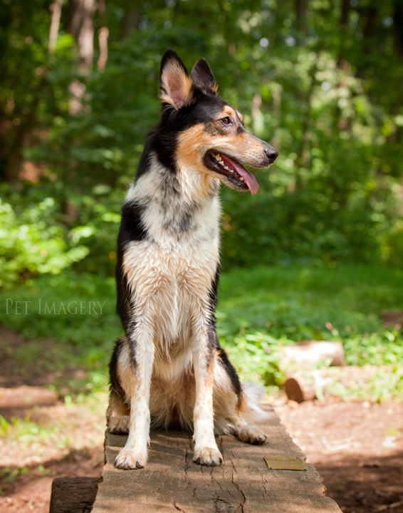 shelby pet imagery kaplan best pet photography pa