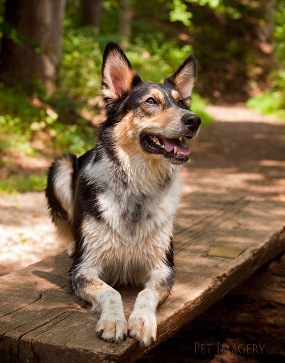 shelby pet imagery kaplan best pet photography pa