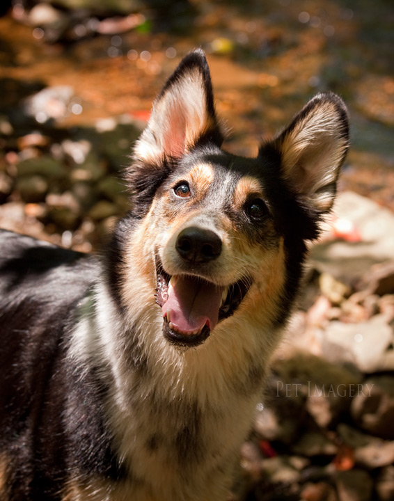 shelby pet imagery kaplan best pet photography pa