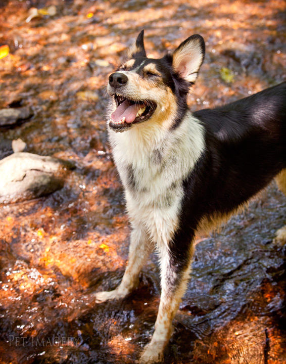 shelby pet imagery kaplan best pet photography pa