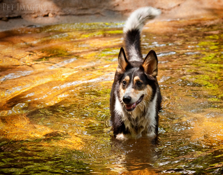 shelby pet imagery kaplan best pet photography pa