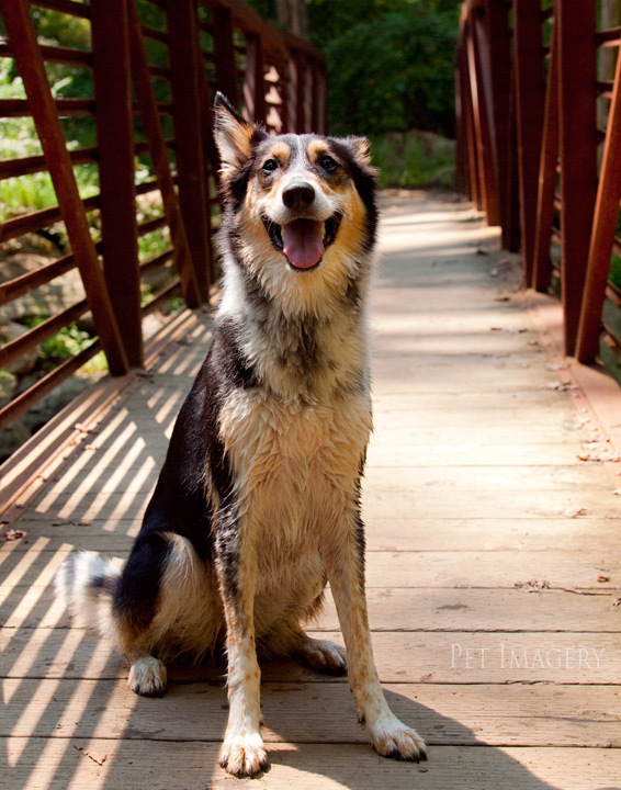 shelby pet imagery kaplan best pet photography pa