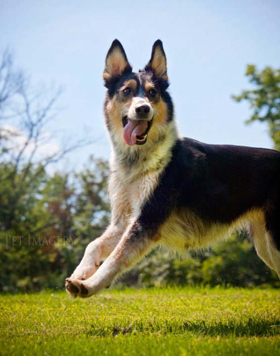 shelby pet imagery kaplan best pet photography pa