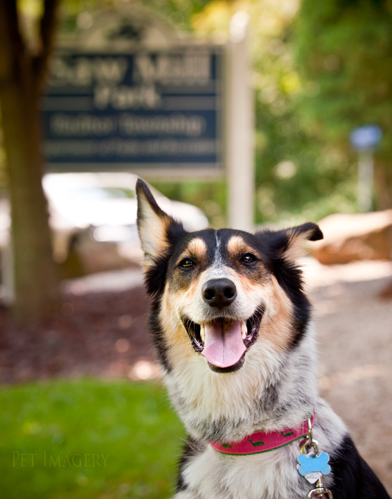 shelby pet imagery kaplan best pet photography pa