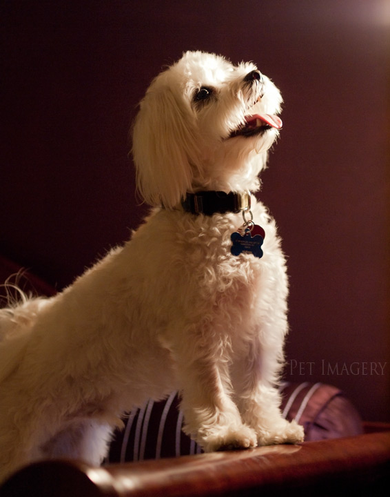 maltese dog philadelphia kaplan