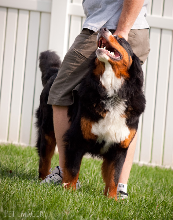 german shepherd kaplan pet photography