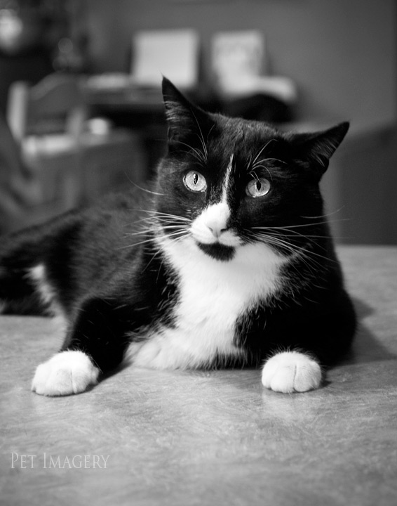 tuxedo cats pet imagery philadelphia