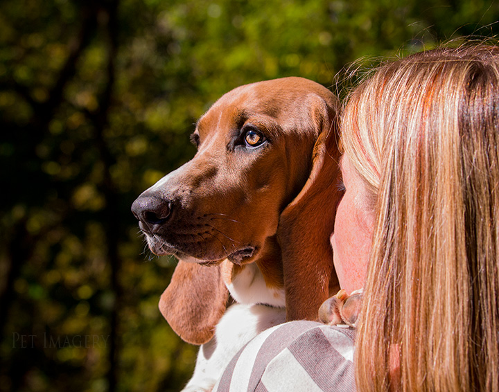 kisses from mom basset hound best philadelphia pet photography kaplan