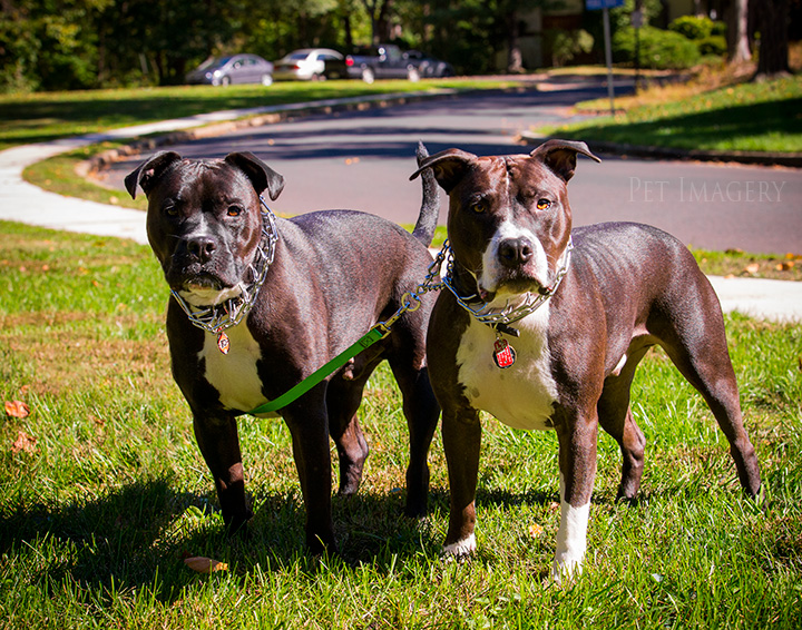 chilling in the grass together pit bulls best philadelphia pet photography kaplan