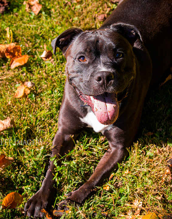happy in the sun pit bulls best philadelphia pet photography kaplan