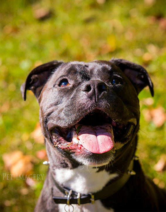 all smiles pit bulls best philadelphia pet photography kaplan