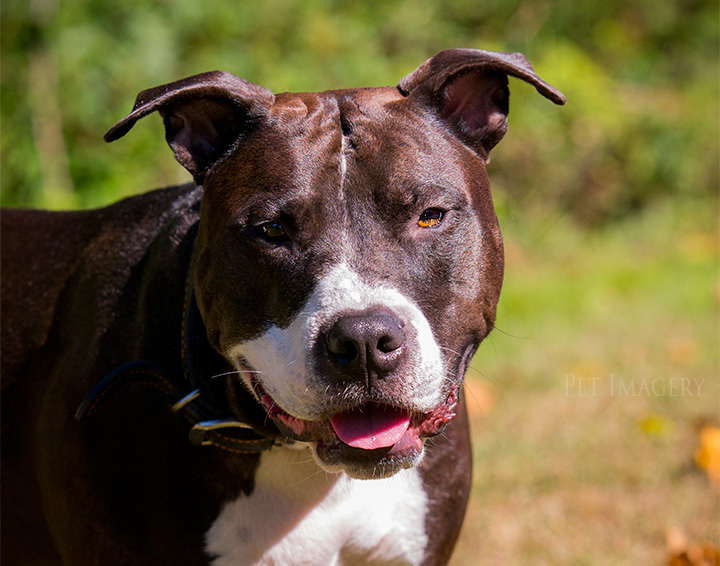 close up riley pit bulls best philadelphia pet photography kaplan