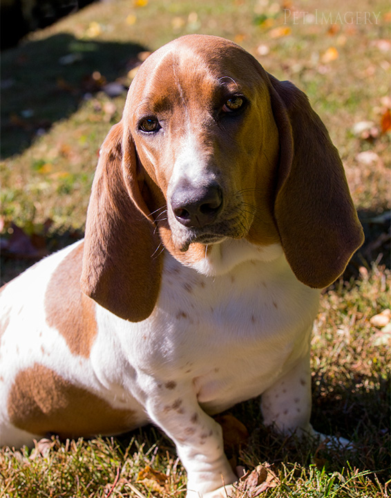 sitting pretty basset hound best philadelphia pet photography kaplan