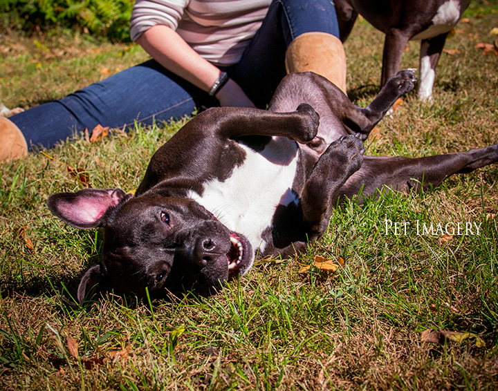 hammie rolling on the grass pit bulls best philadelphia pet photography kaplan